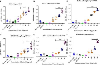 Mapping the interaction sites of human and avian influenza A viruses and complement factor H